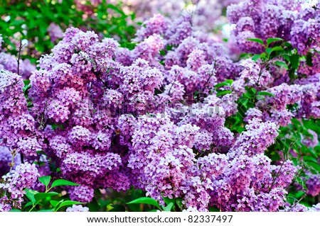 Branches of lilac flowers, shallow depth of field