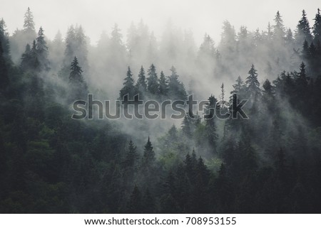 Similar – Image, Stock Photo Tree in the fog Nature