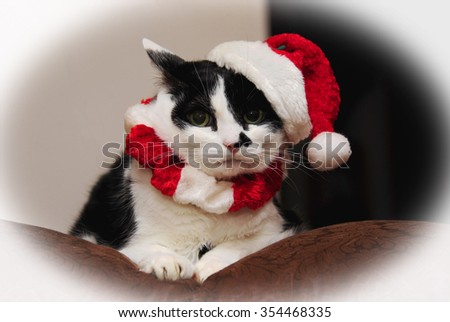 Cat As Santa Claus Stock Photo 354468335 : Shutterstock