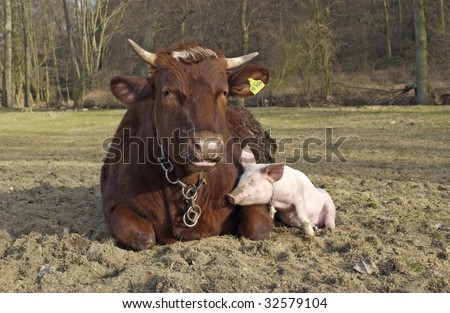 pig babe with his friend