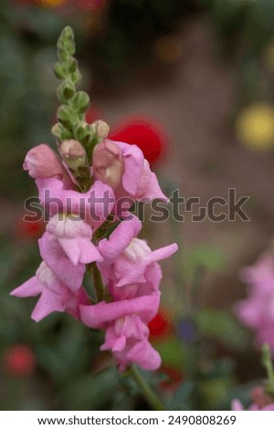 Similar – Image, Stock Photo Lost flower Flower Blossom
