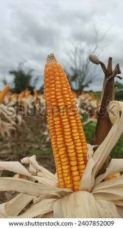 Similar – Image, Stock Photo Harvested cornfield with fruit trees on the horizon.