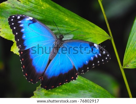 exotic butterfly on green leaf