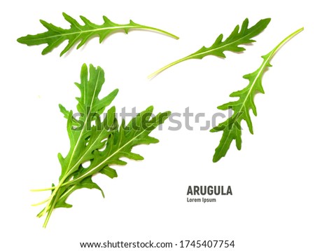 Green fresh leaf rucola or arugula isolated on white background Zdjęcia stock © 