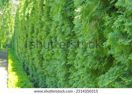 Image, Stock Photo Thuja hedge in the snow