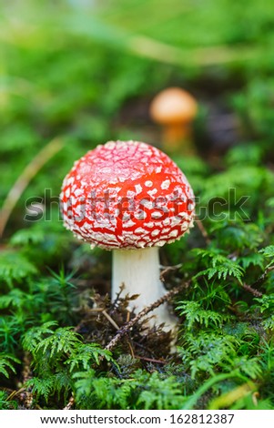 Close up photo of a poisonous mushroom in the forest