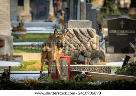 Similar – Image, Stock Photo fawn vienna wildlife