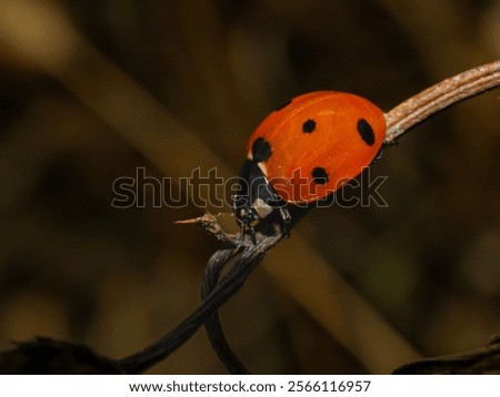 Similar – Foto Bild Marienkäfer auf einem trockenen Ast eines Baumes. Kleine rote Insekten auf trockener Pflanze. love and meet concept