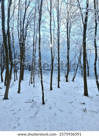 Similar – Image, Stock Photo Snowy winter forest Eifel