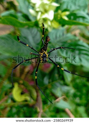 Similar – Foto Bild Spinne inmitten eines Spinnennetzes im Wald an einem bedeckten Tag