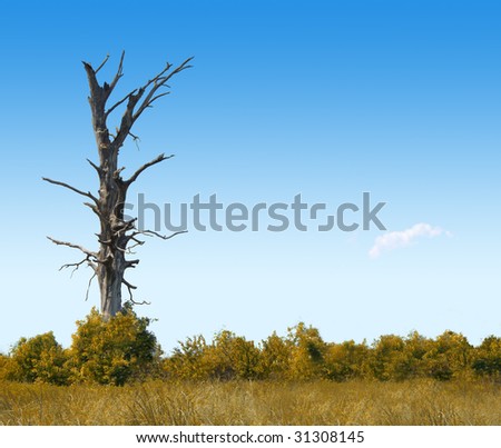 Dead Tree Against Clear Blue Sky. With Space for Text or Logo