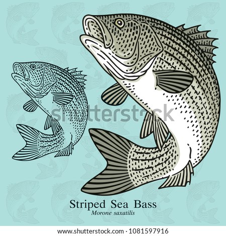 Striped Sea Bass. Vector illustration with refined details and optimized stroke that allows the image to be used in small sizes (in packaging design, decoration, educational graphics, etc.)