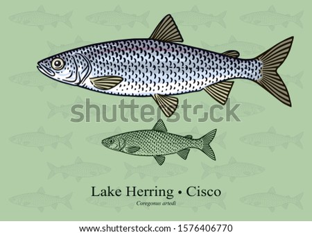 Lake Herring, Cisco. Vector illustration with refined details and optimized stroke that allows the image to be used in small sizes (in packaging design, decoration, educational graphics, etc.)
