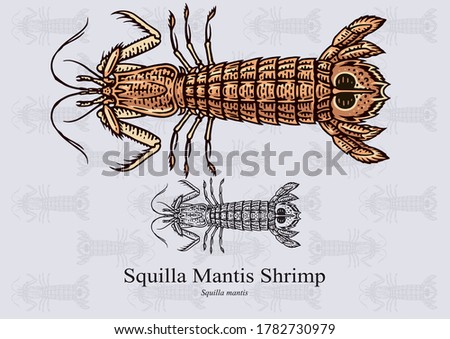 Mantis Shrimp Drawing Free Download On ClipArtMag Stock Vector Squilla Mantis Shrimp Vector Illustration With Refined Details And Optimized Stroke That Allows 1782730979