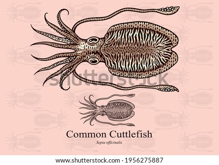 Common Cuttlefish. Vector illustration with refined details and optimized stroke that allows the image to be used in small sizes (in packaging design, decoration, educational graphics, etc.)