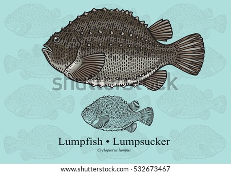 Lumpfish, Lumpsucker. Vector illustration with refined details and optimized stroke that allows the image to be used in small sizes (in packaging design, decoration, educational graphics, etc.)