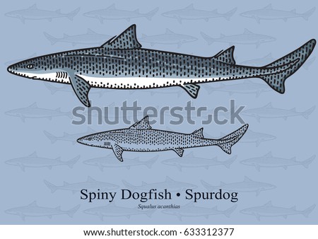 Spiny Dogfish (Spurdog). Vector illustration with refined details and optimized stroke that allows the image to be used in small sizes (in packaging design, decoration, educational graphics, etc.)