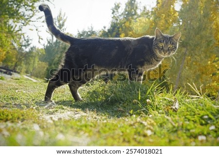 Similar – Image, Stock Photo Cat silhouette in sunny backlight