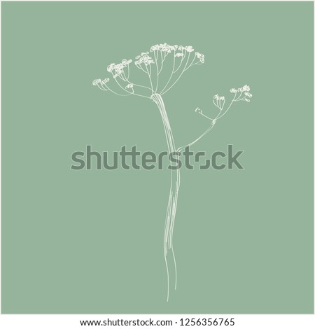 dry hogweed flower. vector line sketch