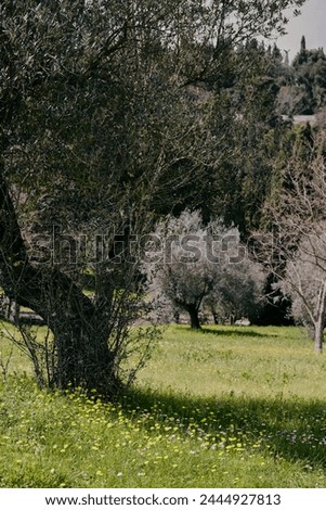 Similar – Image, Stock Photo Olive grove with ancient gnarled olive trees in Mallorca