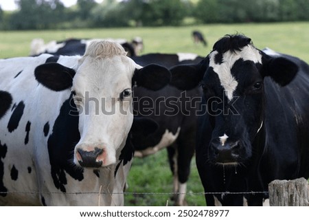 Similar – Image, Stock Photo Cow grazing on the grass