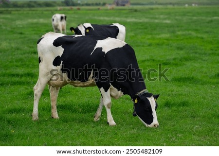 Similar – Image, Stock Photo Cow grazing on the grass