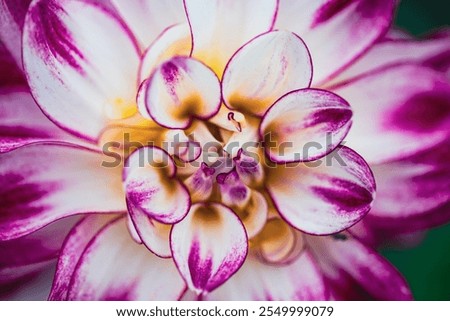 Similar – Image, Stock Photo Chrysanthemum macro Flower