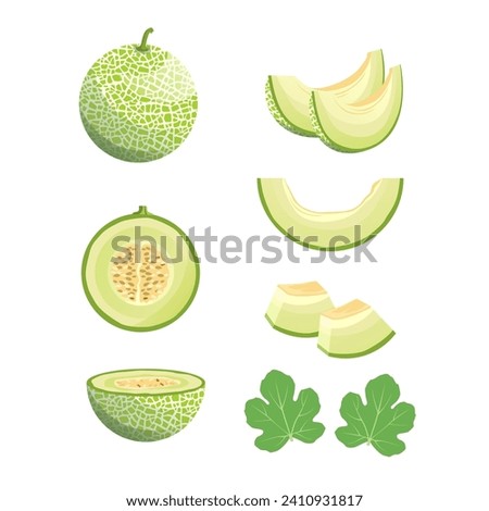 set of fresh melon illustrations. whole melon, slices and melon leaves. on a white background