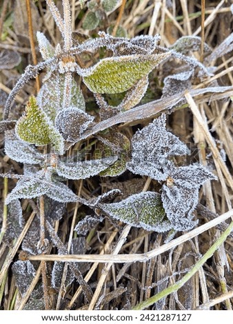 Similar – Foto Bild Nahaufnahme einer gefrosteten Kiefer im Winter