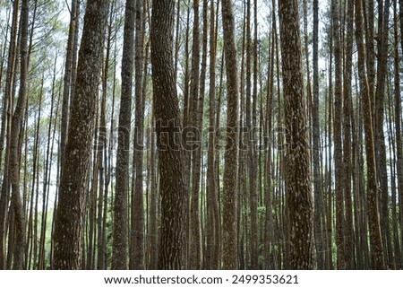 Similar – Image, Stock Photo Magnificent view the coniferous forest on the mighty Carpathians Mountains and beautiful cloudy sky background. Beauty of wild virgin Ukrainian nature, Europe. Popular tourist attraction.