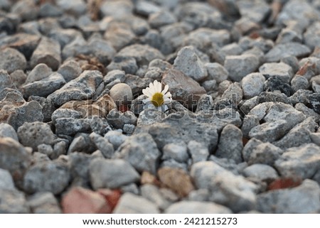 Similar – Image, Stock Photo Lost flower Flower Blossom