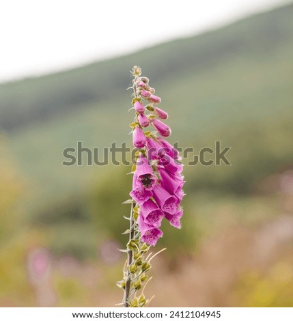 Similar – Image, Stock Photo hungry bumblebee