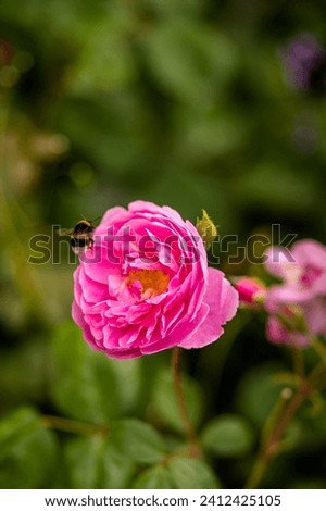Similar – Image, Stock Photo hungry bumblebee