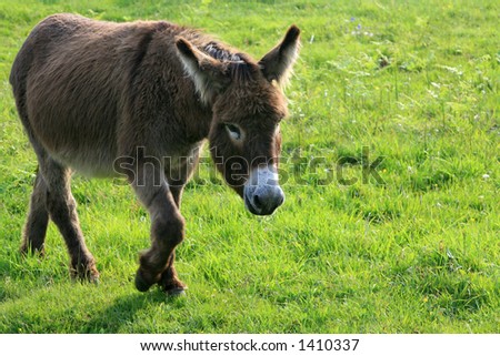 donkey walking