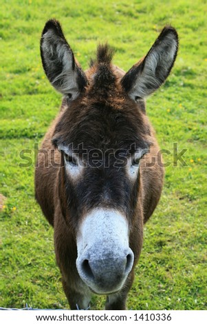 Donkey Face