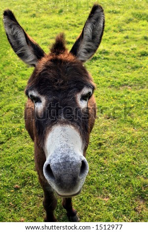 Donkey faced