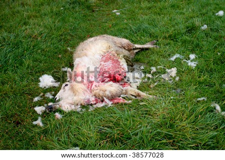 Dead sheep - possibly after a dog attack