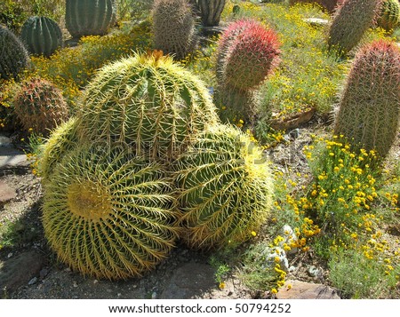 Golden Barrel Cactus