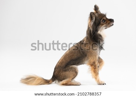 Similar – Image, Stock Photo Obedient mongrel dog muzzle on blurred park background