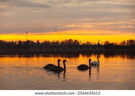 Similar – Image, Stock Photo Graceful swan swimming on lake