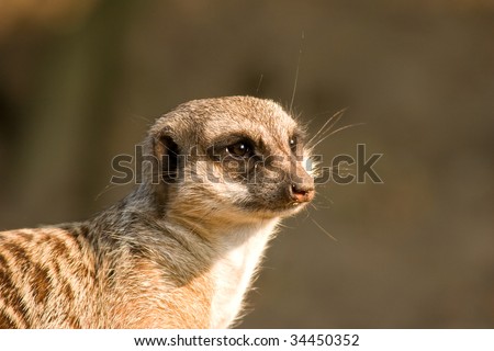 Profile of an alert meerkat keeping watch.