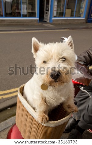 White Scottish Terrier riding around in a bike basket.