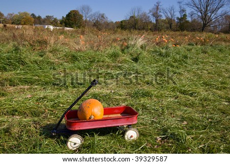 Pumpkin in a red cart in the middle of a pumpkin patch.