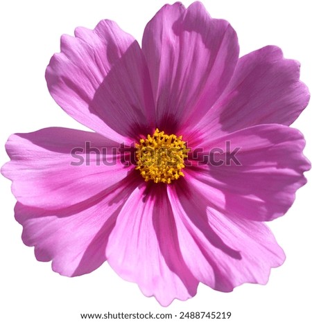 Similar – Image, Stock Photo Close up of pink ranunculus