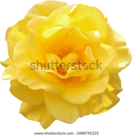 Similar – Image, Stock Photo Macro flower yellow flower bright yellow