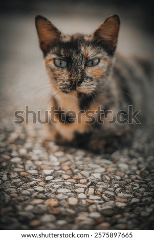 Similar – Image, Stock Photo A red tomcat sits in the undergrowth