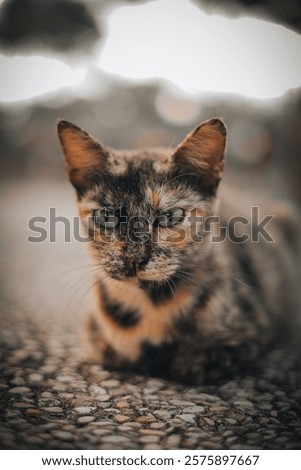 Similar – Image, Stock Photo A red tomcat sits in the undergrowth