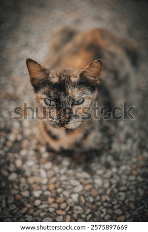 Similar – Image, Stock Photo A red tomcat sits in the undergrowth