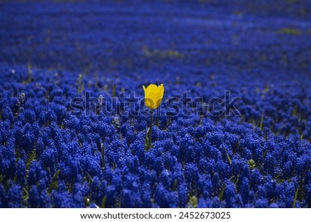 Image, Stock Photo Tulips in a different way