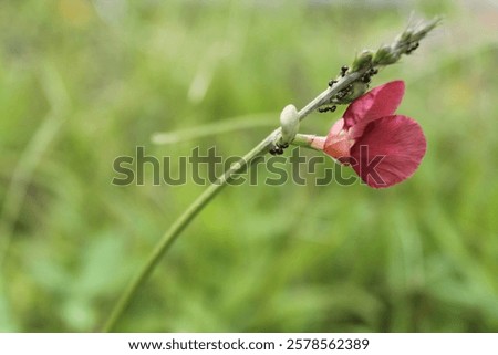 Similar – Image, Stock Photo Grasses macro shot black white